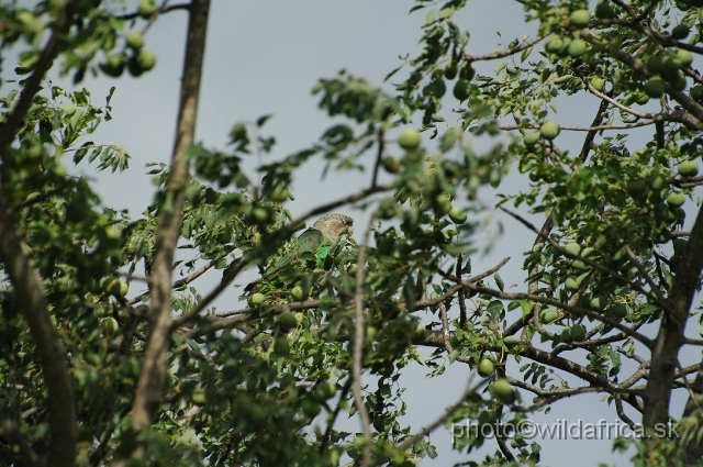 puku rsa 146.jpg - Grey-headed Parrot (Poicephalus fuscicollis)